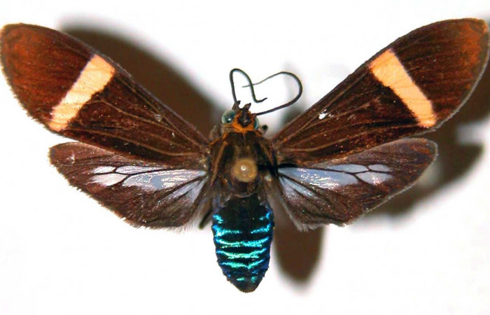 Fig- 1 Posición dorsal de la hembra <i>Aclytia</i></i> heberDHJ02 (Erebidae). (89-SRNP-823-DHJ39084).