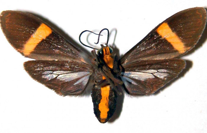 Fig- 2 Posición ventral de la hembra <i>Aclytia</i></i> heberDHJ02 (Erebidae). (89-SRNP-823-DHJ39085).