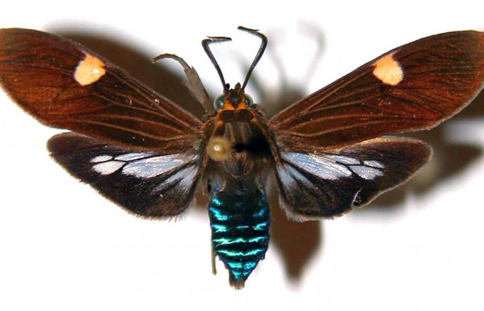 Fig- 3 Posición dorsal del macho <i>Aclytia</i></i> heberDHJ02 (Erebidae). (90-SRNP-2085.2-DHJ39086).