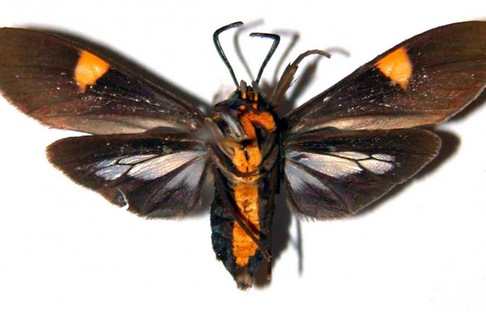 Fig- 4 Posición ventral del macho <i>Aclytia</i></i> heberDHJ02 (Erebidae). (90-SRNP-2085.2-DHJ39087).