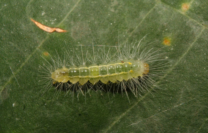 Fig. 5 Posición dorsal del penúltimo estadío <i>Aclytia</i></i> heberDHJ02 (Erebidae) sobre <i>Forsteronia spicata</i></i> (Apocynaceae). 10 de Febrero 2014, Medrano Sector Pitilla. (14-SRNP-70336-DHJ703929).