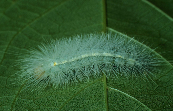Fig. 6 Posición dorsal del último estadío de <i>Aclytia</i></i> heberDHJ02 (Erebidae) sobre <i>Forsteronia spicata</i></i> (Apocynaceae). 29 de Julio 1989 Bosque San Emilio Sector Santa Rosa. (89-SRNP-823-DHJ11844).