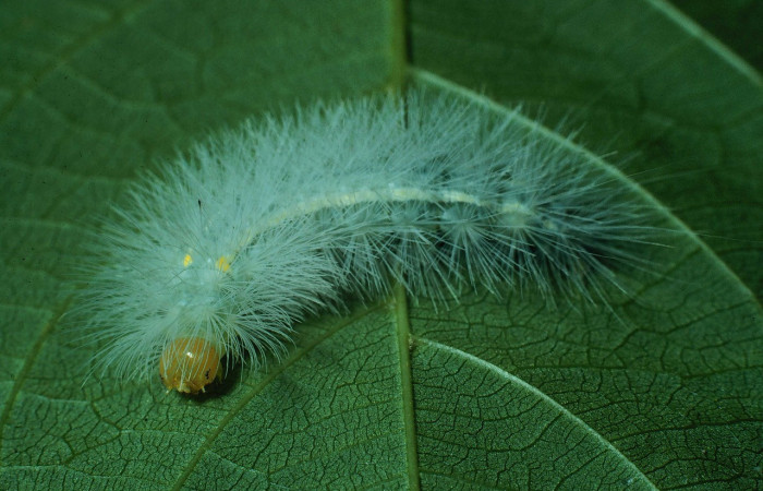   Fig. 7 Posición frontal del último estadío de <i>Aclytia</i></i> heberDHJ02 (Erebidae) sobre <i>Forsteronia spicata</i></i> (Apocynaceae). 29 de Julio 1989 Bosque San Emilio Sector Santa Rosa. (89-SRNP-823-DHJ11845).