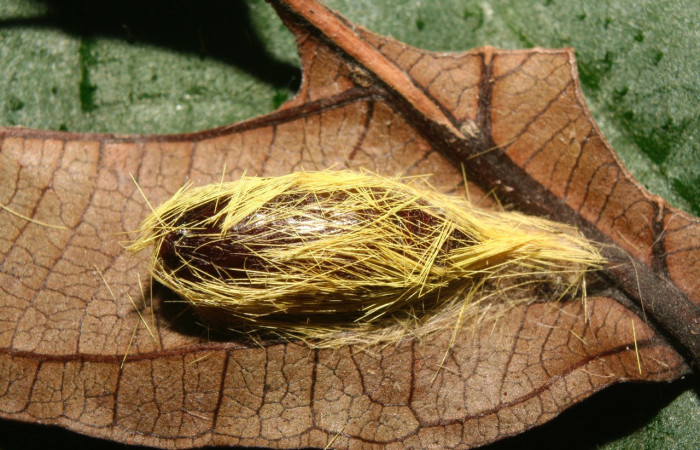   Fig. 8 Posición de la pupa envuelta con sus propios pelos que la oruga hizo cuando estaba en prepupa antes de su estado de pupa <i>Aclytia</i></i> heberDHJ02 (Erebidae) sobre <i>Forsteronia spicata</i></i> (Apocynaceae). 25 de Febrero 2014, Medrano Sector Pitilla. (14-SRNP-70336-DHJ722019).