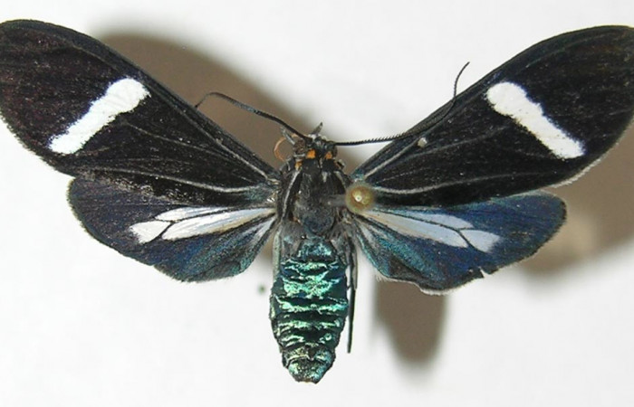 Fig- 9 Posición dorsal de <i>Aclytia</i></i> albistrigaDHJ02 (Erebidae). (08-SRNP-71964-DHJ504504).