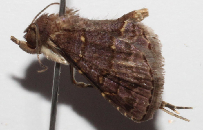 Fig.1 Adulto <i>Antiblemma mundicola</i></i>  mostrando la parte lateral para mostrar caracteristica bucal llamada palpos.  Voucher: 14-SRNP-43405-DHJ903775.jpg 