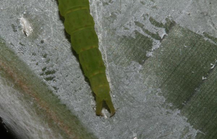 Fig.2 Larva  <i>Antiblemma mundicola</i></i> en último estadío mostrando la parte propatas, carácter importante de la familia Erebidae. Voucher: 14-SRNP-41110-DHJ708698.jpg