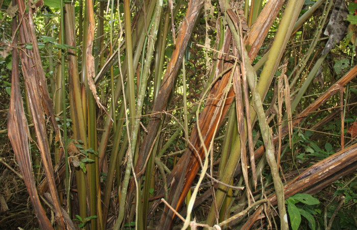 Fig. 4  Parte de tallo <i>Heliconia pogonantha</i></i>, Heliconiaceae. Estación Pitilla. Foto Petrona Ríos, abril 2021.