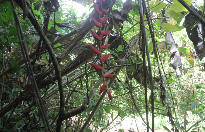Fig. 3  Habito <i>Heliconia pogonantha</i></i>, Heliconiaceae  planta entera. Estación Pitilla. Foto Petrona Ríos, abril 2021.