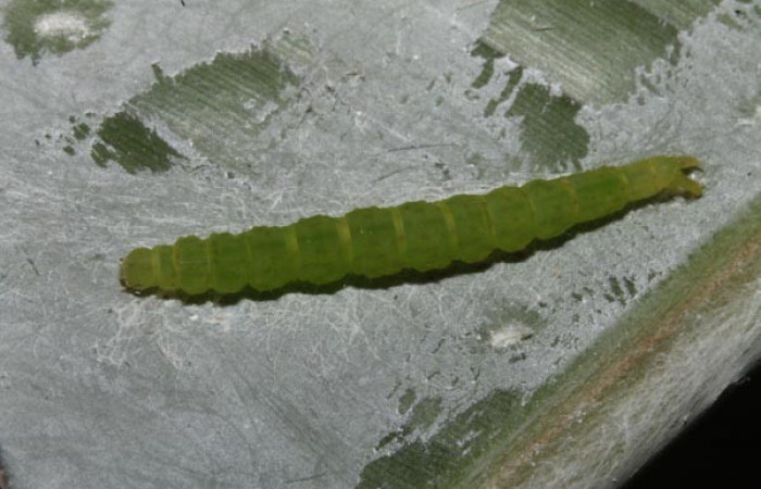 Fig.5  Larva <i>Antiblemma mundicola</i></i>  mostrando parte dorsal. Voucher: 14-SRNP-41110-DHJ708695.jpg