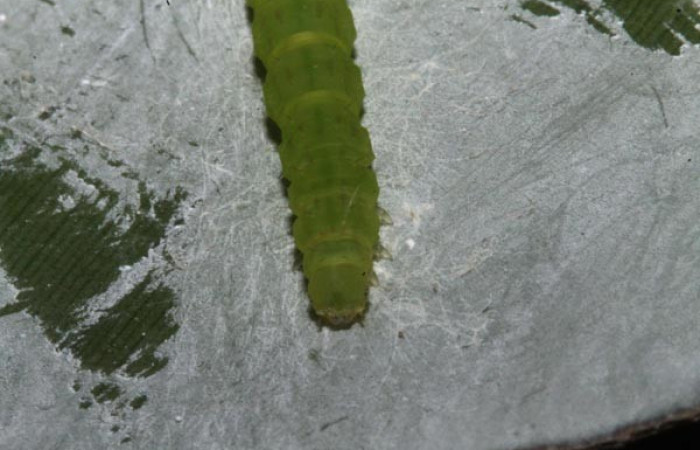 Fig.6 Larva <i>Antiblemma mundicola</i></i>  mostrando parte frontal. Voucher: 14-SRNP-41110-DHJ708697.jpg