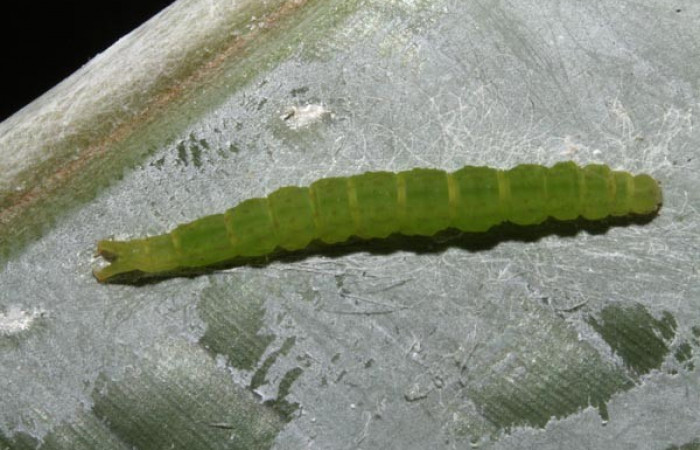 Fig.7 Larva <i>Antiblemma mundicola</i></i>  mostrando parte lateral. Voucher: 14-SRNP-41110-DHJ708696.jpg