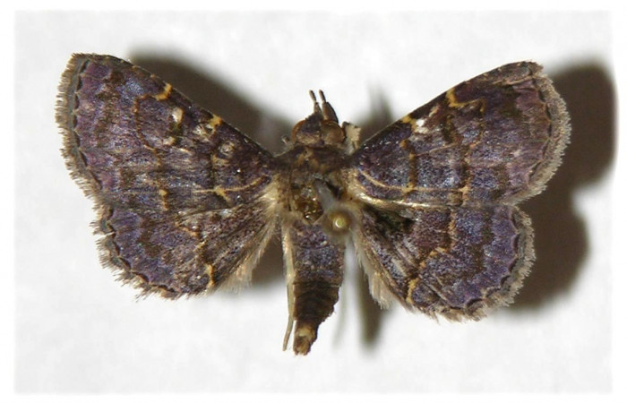 Fig.8 adulto <i>Antiblemma mundicola</i></i>  mostrando parte dorsal. Voucher: 05-SRNP-3982-DHJ321962.jpg