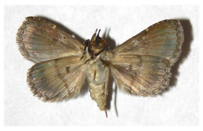 Fig.9 adulto <i>Antiblemma mundicola</i></i>  mostrando parte ventral.  Voucher: 05-SRNP-3982-DHJ321963.jpg