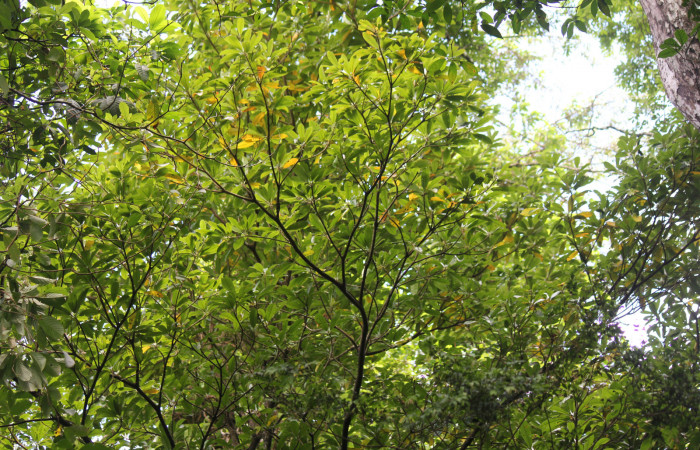 Fig. 10 Planta de <i>Manilkara chicle</i></i> hospedera de larva <i>Paiwarria umbratus</i></i> (Lycanidae), Los Almendros, Sector El Hacha, 290m.