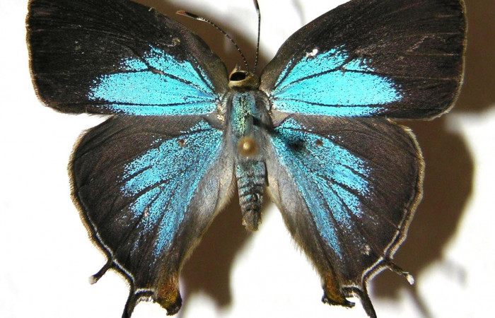 Fig. 1 Adulto <i>Paiwarria umbratus</i></i> (Lycanidae), vista dorsal mide 31mm. Sendero Natural, Sector Santa Rosa, 290m. 01-SRNP-15706-DHJ362804.