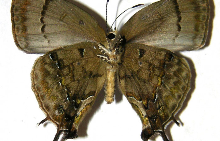 Fig. 2 Adulto <i>Paiwarria umbratus</i></i> (Lycanidae), vista ventral mide 31mm. Sendero Natural, Sector Santa Rosa, 290m. 01-SRNP-15706-DHJ362805.