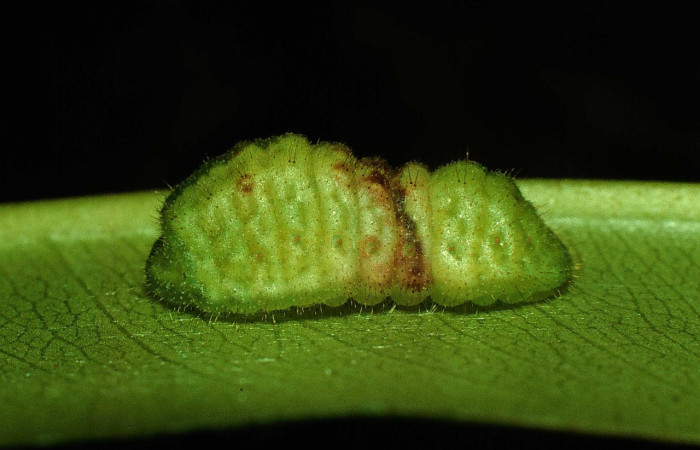 Fig. 3 Larva <i>Paiwarria umbratus</i></i> (Lycanidae), vista dorsal mide 31mm. Sendero Natural, Sector Santa Rosa, 290m. 97-SRNP-2876-DHJ41999.jpg