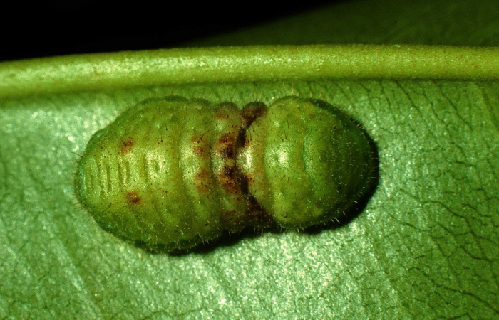 Fig. 4 Larva <i>Paiwarria umbratus</i></i> (Lycanidae), vista dorsal mide 31mm. Sendero Natural, Sector Santa Rosa, 290m. 97-SRNP-2876-DHJ42001.jpg