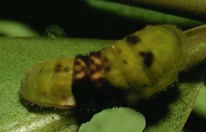Fig. 5 Larva <i>Paiwarria umbratus</i></i> (Lycanidae), vista dorsal mide 31mm. Sendero Natural, Sector Santa Rosa, 290m. 94-SRNP-8502-DHJ26990.jpg