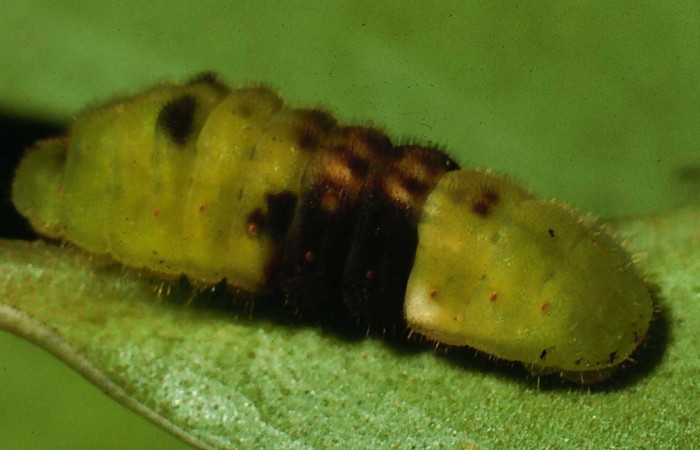 Fig. 6 Larva <i>Paiwarria umbratus</i></i> (Lycanidae), vista dorsal mide 31mm. Sendero Natural, Sector Santa Rosa, 290m. 94-SRNP-8502-DHJ26991.jpg