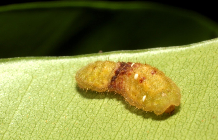 Fig. 7 Larva <i>Paiwarria umbratus</i></i> (Lycanidae), vista dorsal mide 31mm. Sendero Natural, Sector Santa Rosa, 290m. 15-SRNP-10213-DHJ804998.jpg