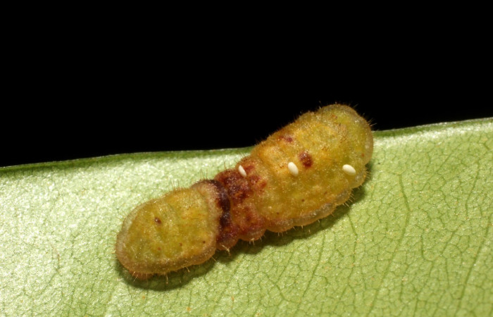 Fig. 8 Larva <i>Paiwarria umbratus</i></i> (Lycanidae), vista dorsal mide 31mm. Sendero Natural, Sector Santa Rosa, 290m. 15-SRNP-10213-DHJ804997.jpg
