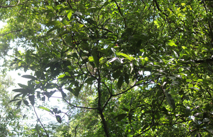 Fig. 9 Planta de <i>Manilkara chicle</i></i> hospedera de larva <i>Paiwarria umbratus</i></i> (Lycanidae), Los Almendros, Sector El Hacha, 290m.