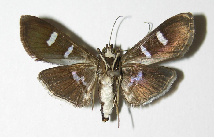 Fig 6. Adulto <i>Desmia</i></i> Solis19, vista ventral, 29 mm en alas extendidas(hembra). Voucher 00-SRNP-10541-DHJ336491.