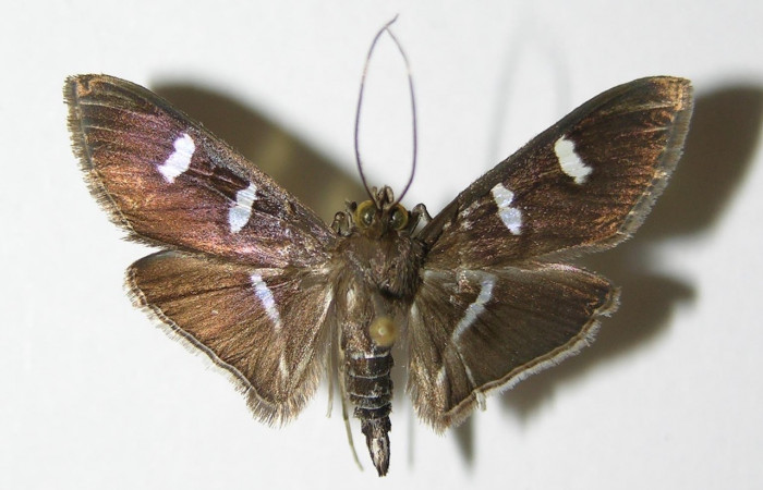 Fig 7. Adulto <i>Desmia</i></i> Solis19, vista dorsal, 29 mm en alas extendidas, vista dorsal (macho) Voucher 00-SRNP-10544-DHJ336492.