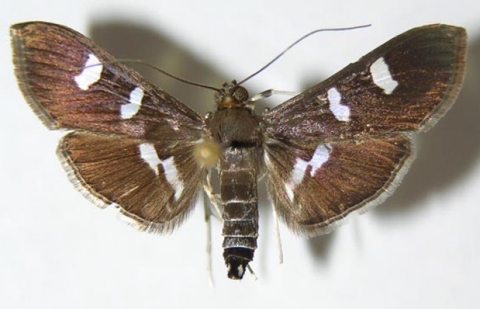 Fig 8. Adulto <i>Desmia</i></i> Solis19, (Crambidae), vista dorsal,  27 mm en alas abiertas. 
Voucher 00-SRNP-1918-DHJ345858.