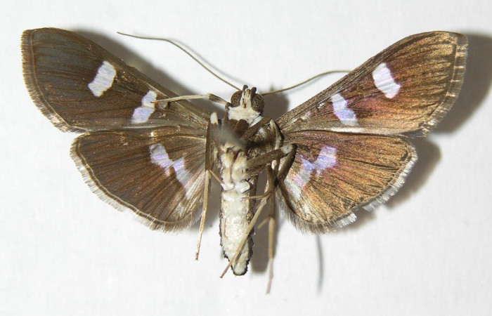 Fig 9. Adulto <i>Desmia</i></i> Solis19, (Crambidae), vista ventral,  27 mm en alas abiertas.
Voucher 00-SRNP-1918-DHJ345859.