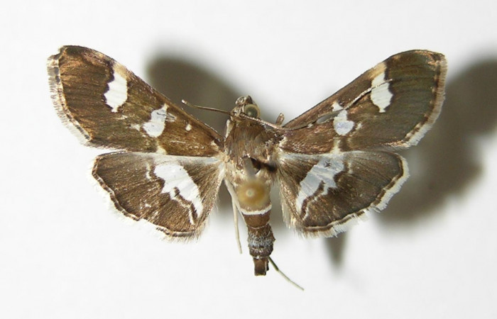 Fig 17. <i>Desmia ufeus</i></i> alas abiertas 21mm, vista dorsal (hembra).Voucher 00-SRNP-3188-DHJ336522.