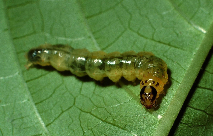 Fig 1. <i>Desmia</i></i> Solis19, (Crambidae), lateral entero, largo 16 mm, último estadio, localizado en Rio Blanco Abajo, Sector San Cristóbal. 
Voucher 02-SRNP-3176-DHJ65838.jpg.