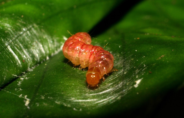 Fig 5. Prepupa  <i>Desmia</i></i> Solis19 (Crambidae), largo 15 mm, último estadio. 
Voucher 07-SRNP-115-DHJ418219.jpg.