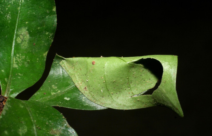 Fig 15. Casa de larva <i>Desmia</i></i> ploralisDHJ03.
Voucher 08-SRNP-41180-DHJ442440.jpg.