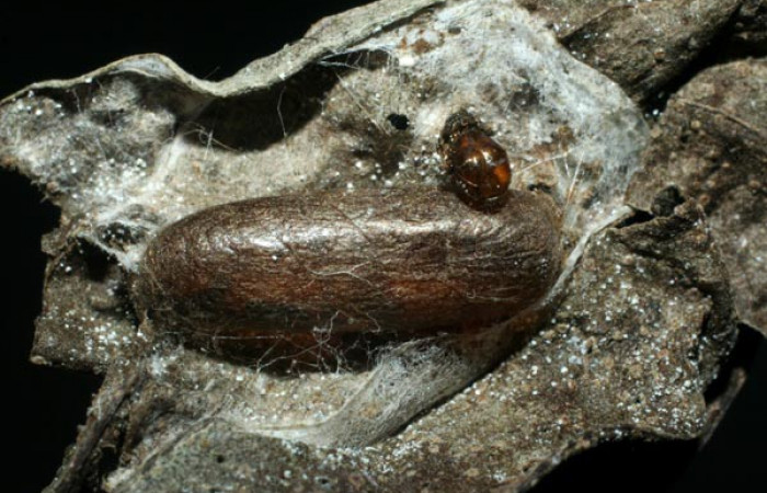 Fig 11. Capullos de parásitos <i>Eiphosoma</i></i> macrumDHJ04, de la familia (Ichneumonidae), parásito en larva <i>Desmia Solis19</i></i>. Voucher 08-SRNP-4496- DHJ453248.jpg.