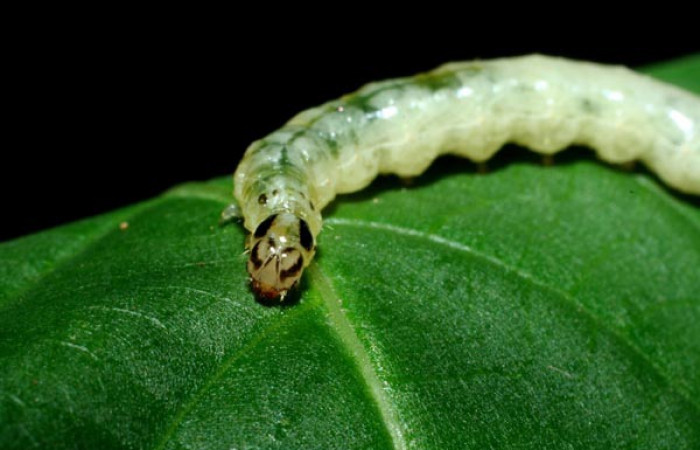 Fig 2. <i>Desmia</i></i> Solis19,  largo 23 mm, último estadio, se  localizado en, Potrero Argentina, Sector San Cristóbal  
Voucher 09-SRNP-1941-DHJ453941.jpg.