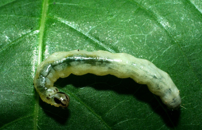 Fig 3. Larva <i>Desmia</i></i> Solis19, (Crambidae), largo 23 mm, último estadio, localizado en, Potrero Argentina, Sector San Cristóbal.
Voucher 09-SRNP-1941-DHJ453946.jpg