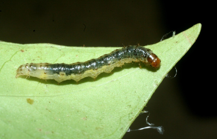 Fig 13. Larva <i>Desmia</i></i> ploralisDHJ03, (Crambidae), largo 16 mm, ultimo estadio, localizado en, Sendero Venado, Sector Rincon Rain Forest. 
Voucher 09-SRNP-41270-DHJ459526.jpg.
