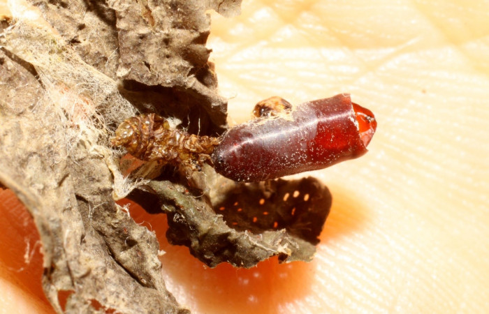 Fig 12. Restos de prepupa <i>Desmia</i></i> Solis19, junto pupario de mosca eclosionado de la familia (Tachinidae). Voucher 09-SRNP-43114-DHJ474112.jpg.