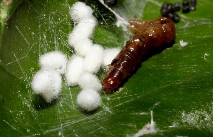 Fig 10. Capullos de parásitos <i>Diolcogaster</i></i> Choi52 de la familia  (Braconidae), parásito en <i>Desmia</i></i> Solis19, que ataca a la larva en su habitat natural. Voucher 11-SRNP-36463-DHJ489938.jpg.