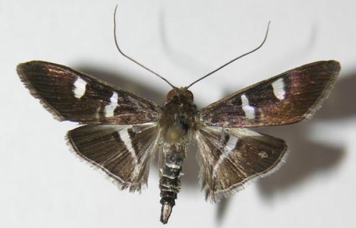 Fig 14. Adulto <i>Desmia</i></i> ploralisDHJ03, vista dorsal,  25 mm en alas abiertas. 
Voucher 13-SRNP-2362-DHJ576894.