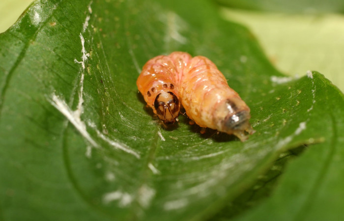 Fig 4. Prepupa <i>Desmia</i></i> Solis19, (Crambidae), Sendero Cima, largo 15 mm, último estadio. 
Voucher 18-SRNP-35453-DHJ734980.jpg.