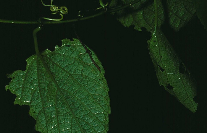 Fig 18. Casa de larva <i>Desmia ufeus</i></i>, en forma de enrrollado. Voucher 84-SRNP-1650-DHJ8552.jpg.