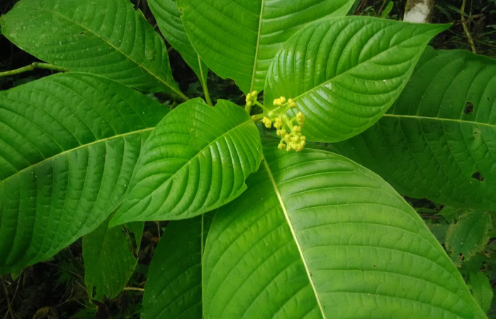 Fig 20. Arbusto <i>Psychotria berteriana</i></i> con flores, de dos metros de altura; familia (Rubiaceae). una de las Planta hospedera de larva <i>Desmia</i></i> Solis19, (Crambidae) creciendo en Senderos Pila. Foto, Cirilo Umaña, 17/05/2021.