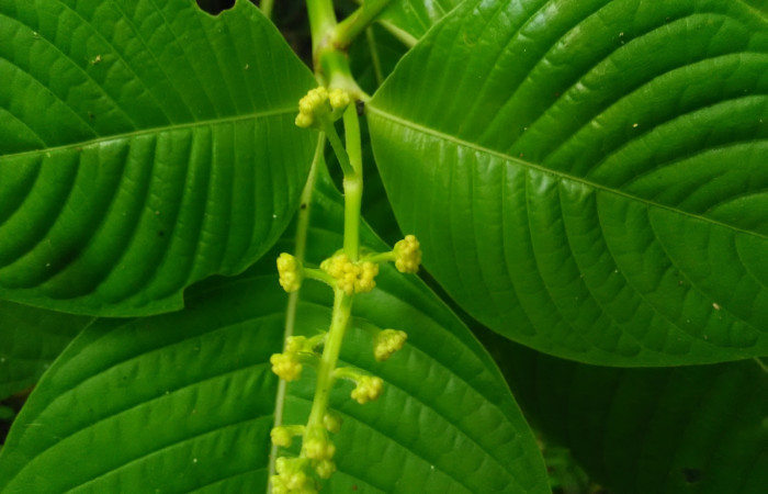 Fig 19. Arbusto <i>Psychotria berteriana</i></i> con flores, de dos metros de altura; familia (Rubiaceae), una de las plantas hospederas <i>Desmia</i></i> Solis19, familia (Crambidae) creciendo en Senderos Pila. Foto, Cirilo Umaña, 17/05/2021.