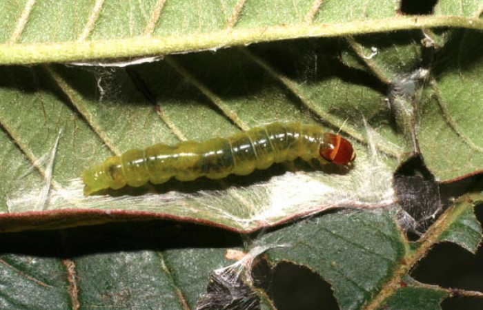 Figura 15. Larva <i>Amorbia decerptana</i></i> (Tortricidae), último estadío (U) vista dorsal, localidad Sendero Huerta, Sector San Cristóbal ACG (527m). Voucher: 05-SRNP-4733-DHJ403096.jpg.