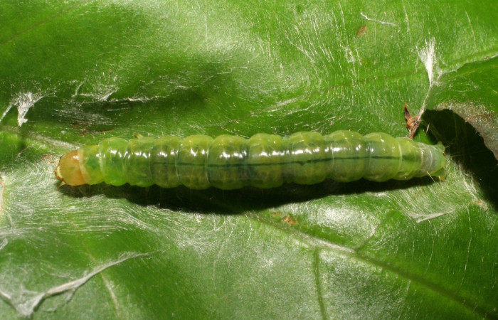 Figura 17. Larva <i>Amorbia cacao</i></i> (Tortricidae), último estadío (U) vista dorsal, localidad Sendero Derrumbe, Sector Cacao ACG (1220m). Voucher: 07-SRNP-35656-DHJ420140.jpg.