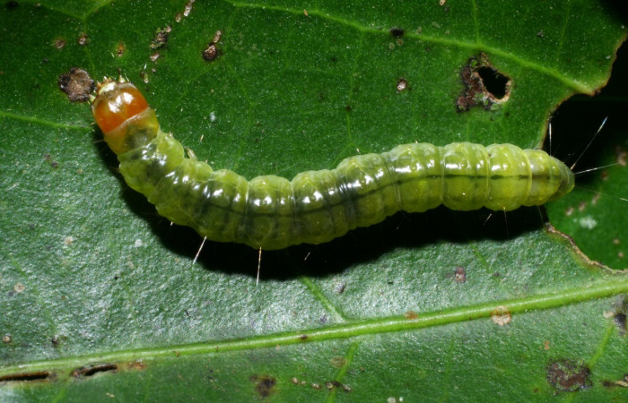 Figura 19. Larva <i>Amorbia eccopta</i></i> (Tortricidae), último estadío (U) vista dorsal, localidad Sendero Derrumbe, Sector Cacao ACG (1220m). Voucher: 08-SRNP-35731-DHJ441210.jpg.
